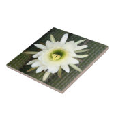 Königin der Nachtkaktus-Blume, Region Karoo Fliese (Seite)