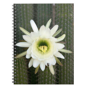 Königin der Nachtkaktus-Blume, Region Karoo Notizblock