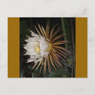 Königin der nächtlichen Kakteen-Blume Postkarte