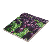 Königin der Nachttoulpen Fliese (Seite)