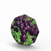 Königin der Nachttoulpen Fotoblock (Rechts)