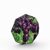 Königin der Nachttoulpen Fotoblock (Links)