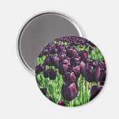 Königin der Nachttoulpen Magnet (Vorderseite/Rückseite)