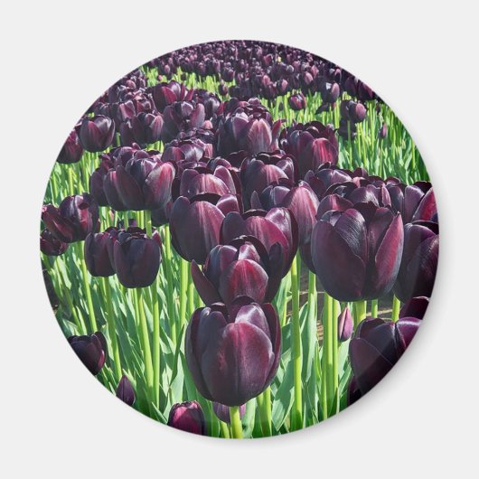 Königin der Nachttoulpen Magnet (Vorne)