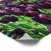 Königin der Nachttoulpen Poster (Ecke)