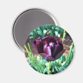 Königin der Nachttulip, Oregon Magnet (Vorderseite/Rückseite)