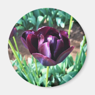 Königin der Nachttulip, Oregon Magnet