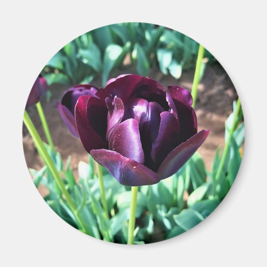 Königin der Nachttulip, Oregon Magnet (Vorne)