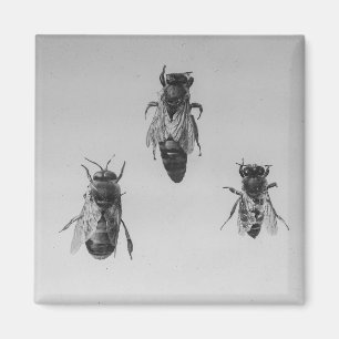 Königin-Drohne-Arbeitskraft-Biene, die Apiology Magnet