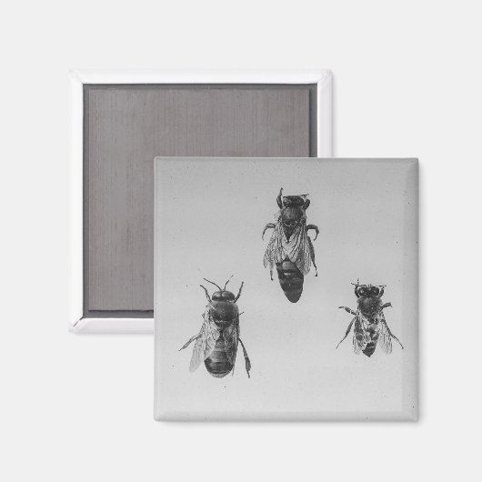 Königin Drone Worker Bee Behalte Apiologie-Apiaris Magnet (Vorderseite/Rückseite)