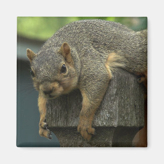 Königin Eleanor des friedlichen Königreichs Magnet