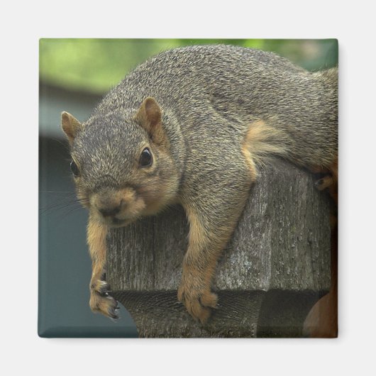 Königin Eleanor des friedlichen Königreichs Magnet (Vorne)