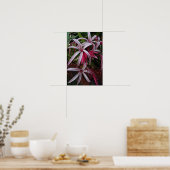 Königin Emmas Lila Crinum Lily Poster (Küche)