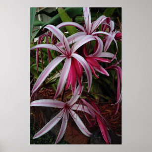 Königin Emmas Lila Crinum Lily Poster
