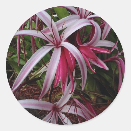 Königin Emmas Lila Crinum Lily Runder Aufkleber (Vorderseite)