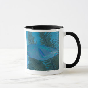 Königin-Papageienfisch (Scarus vetula) vorbei Tasse