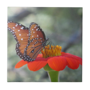 Königin-Schmetterling auf mexikanischer Fliese