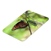 Königin-Schmetterling und Monarch-Raupe Magnet (Linke Seite)