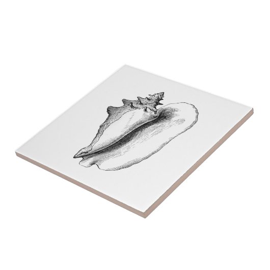 Königin-Tritonshorn (Linie Kunst) Fliese (Seite)