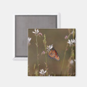 Königin und Milchkraut Magnet (Vorderseite/Rückseite)