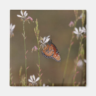 Königin und Milchkraut Magnet