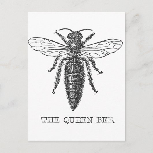 Königinnen-Bienen-Käfer-Insekt-Antik-Illustration Postkarte (Vorderseite)