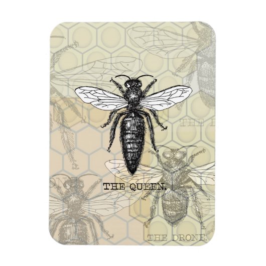 Königinnenbiene Käfer Insekt Antik Illustration Magnet (Vertikal)