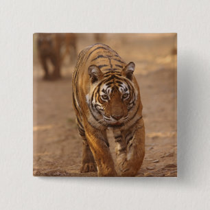 Königliche Bengal-Tiger auf der Strecke, Ranthambh Button