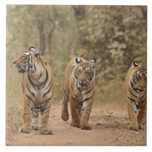 Königliche Bengal-Tiger auf der Strecke, Ranthambh Fliese