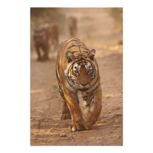 Königliche Bengal-Tiger auf der Strecke, Ranthambh Fotodruck