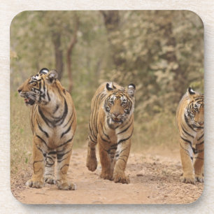 Königliche Bengal-Tiger auf der Strecke, Ranthambh Getränkeuntersetzer
