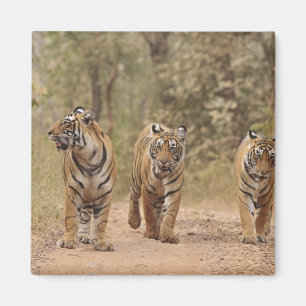 Königliche Bengal-Tiger auf der Strecke, Ranthambh Magnet