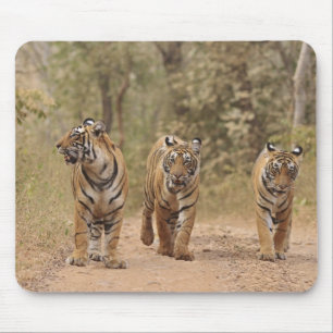 Königliche Bengal-Tiger auf der Strecke, Ranthambh Mousepad