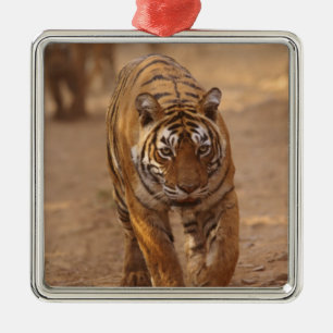 Königliche Bengal-Tiger auf der Strecke, Ranthambh Ornament Aus Metall