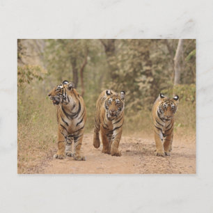 Königliche Bengal-Tiger auf der Strecke, Ranthambh Postkarte