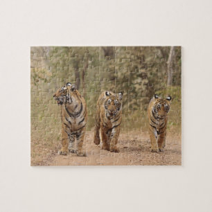 Königliche Bengal-Tiger auf der Strecke, Ranthambh Puzzle