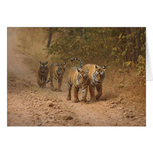 Königliche Bengal-Tiger in Bewegung, Ranthambhor