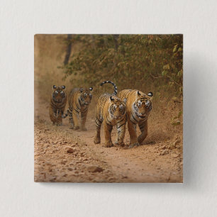 Königliche Bengal-Tiger in Bewegung, Ranthambhor Button
