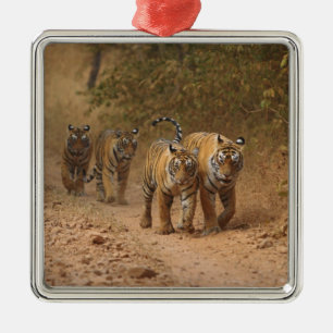 Königliche Bengal-Tiger in Bewegung, Ranthambhor Silbernes Ornament