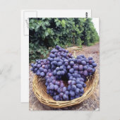 Königliche Lila Trauben Postkarte (Vorne/Hinten)