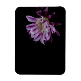 Königliche Lila und weiße Kakteen blühen Magnet