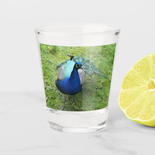 Königliche Pfauenpower Schnapsglas (Vorderseite)