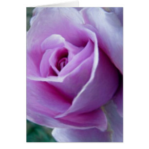 Königliche Rose