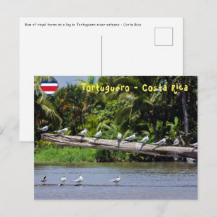 Königlichen Seeschwalben, Mündung des Tortuguero-F Postkarte