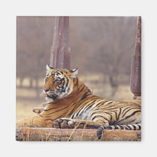 Königlicher Bengal-Tiger am Ceaph, Magnet