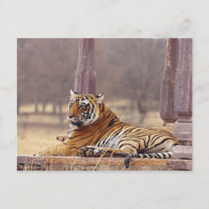 Königlicher Bengal-Tiger am ceaph, Postkarte