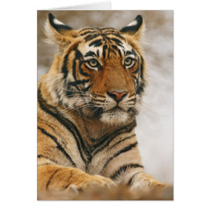 Königlicher Bengal-Tiger auf dem Felsen, Ranthambh