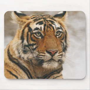 Königlicher Bengal-Tiger auf dem Felsen, Ranthambh Mousepad