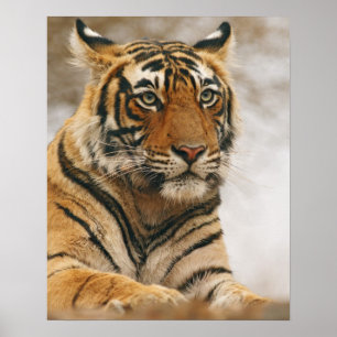 Königlicher Bengal-Tiger auf dem Felsen, Ranthambh Poster