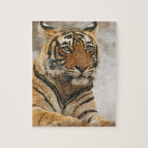 Königlicher Bengal-Tiger auf dem Felsen, Ranthambh Puzzle